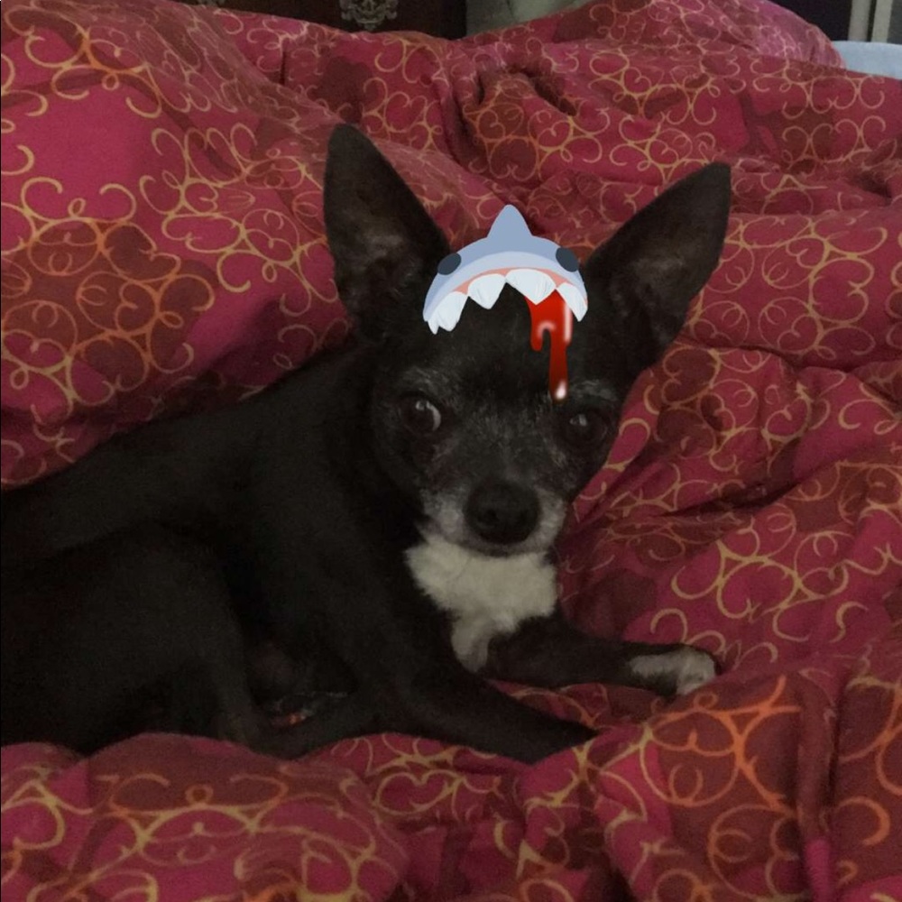 Meet your Posher, Millicent